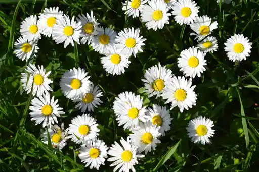 Printemps 2018