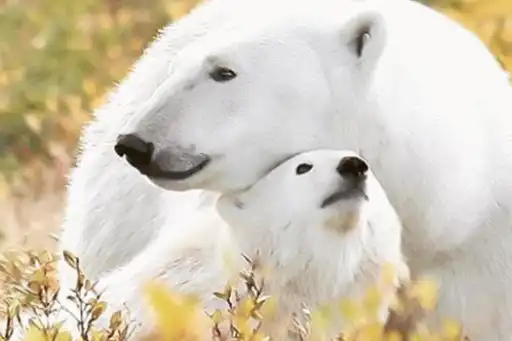 A bit of freshness - Ours polaires A bit of freshness