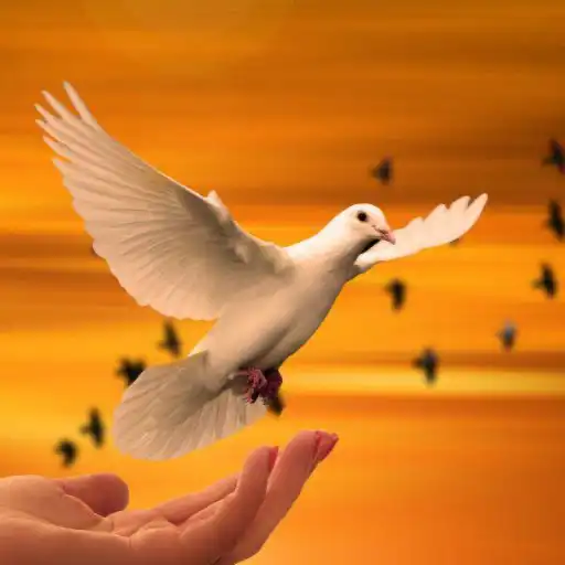 Bonne année en liberté - liberte Bonne année en liberté