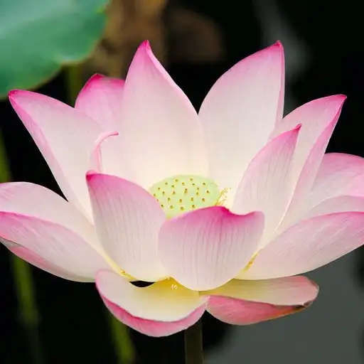 Massage du premier chakra - lotus racine Massage du premier chakra